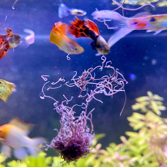 Scapeshop.com.au Fish Food Live Blackworms Fish Food Buy Live Blackworms Fish Food from Scapeshop Australia