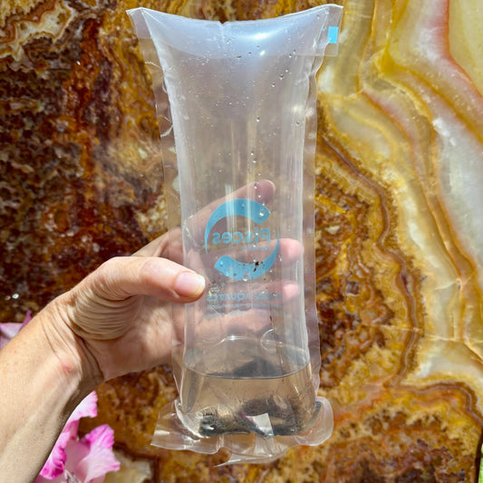 Scapeshop.com.au Fish Food Live Blackworms Fish Food Buy Live Blackworms Fish Food from Scapeshop Australia