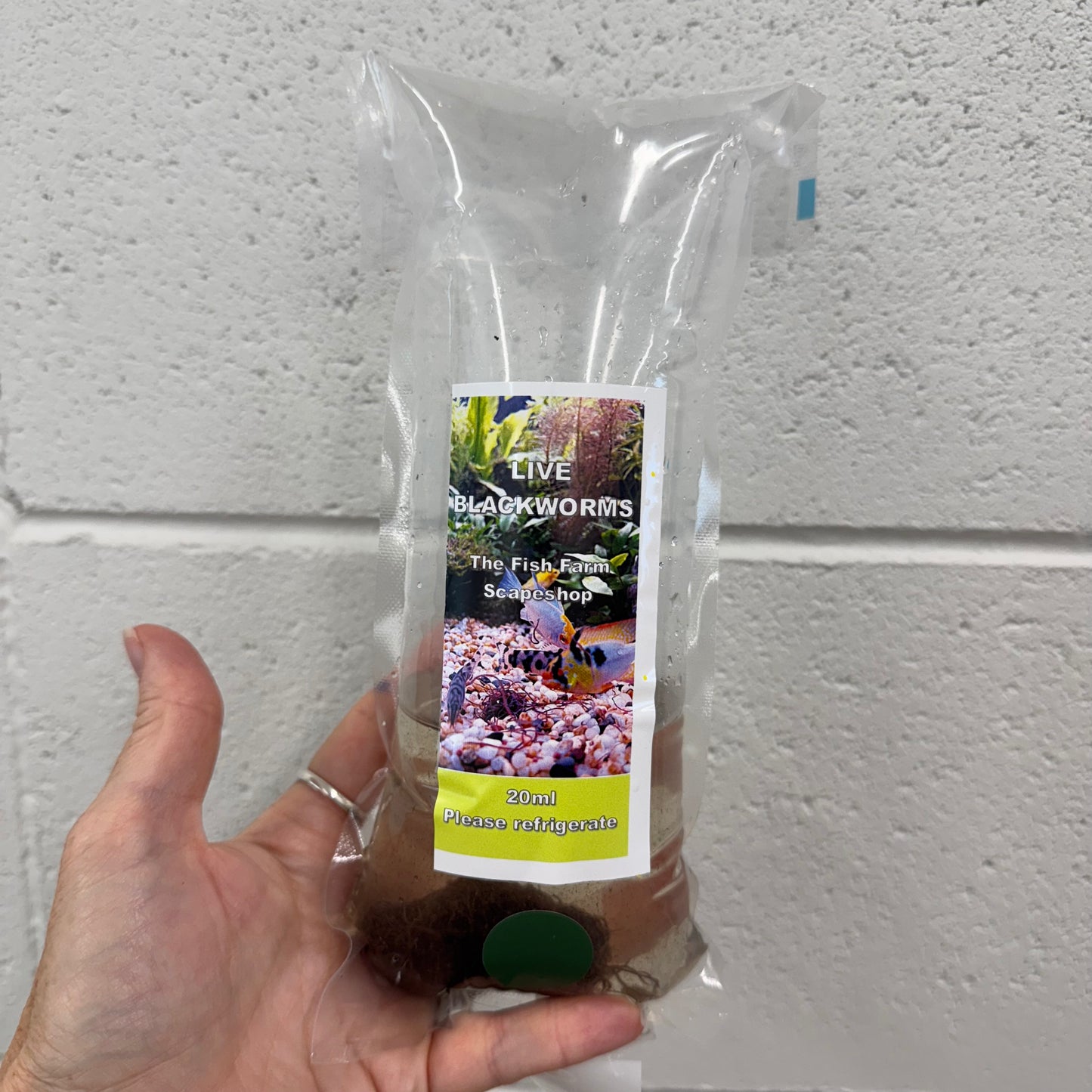 Scapeshop.com.au Fish Food Live Blackworms Fish Food 20ml Pack Buy Live Blackworms Fish Food from Scapeshop Australia