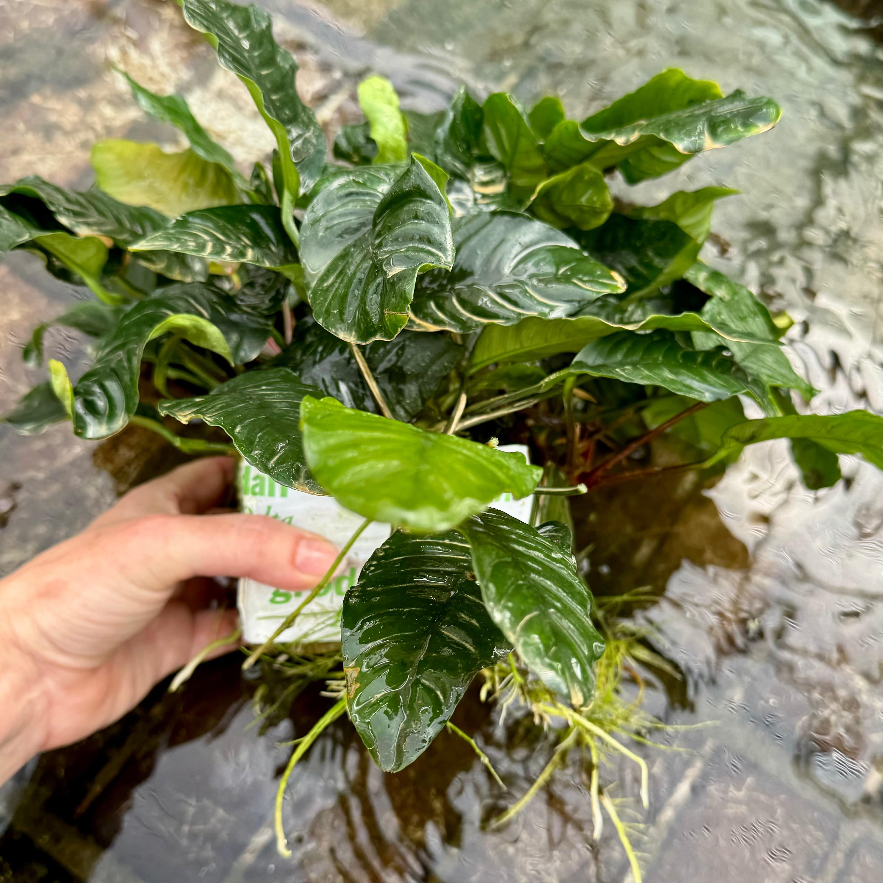 Pisces Enterprises Mother Plant Anubias Coffeefolia Mother Plant - Extra-special, Advanced Plant - One Only Anubias Mother Plants - Aquarium Plants Australia