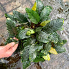 Pisces Enterprises Mother Plant Anubias Coffeefolia Mother Plant - Extra-special, Advanced Plant - One Only Anubias Mother Plants - Aquarium Plants Australia