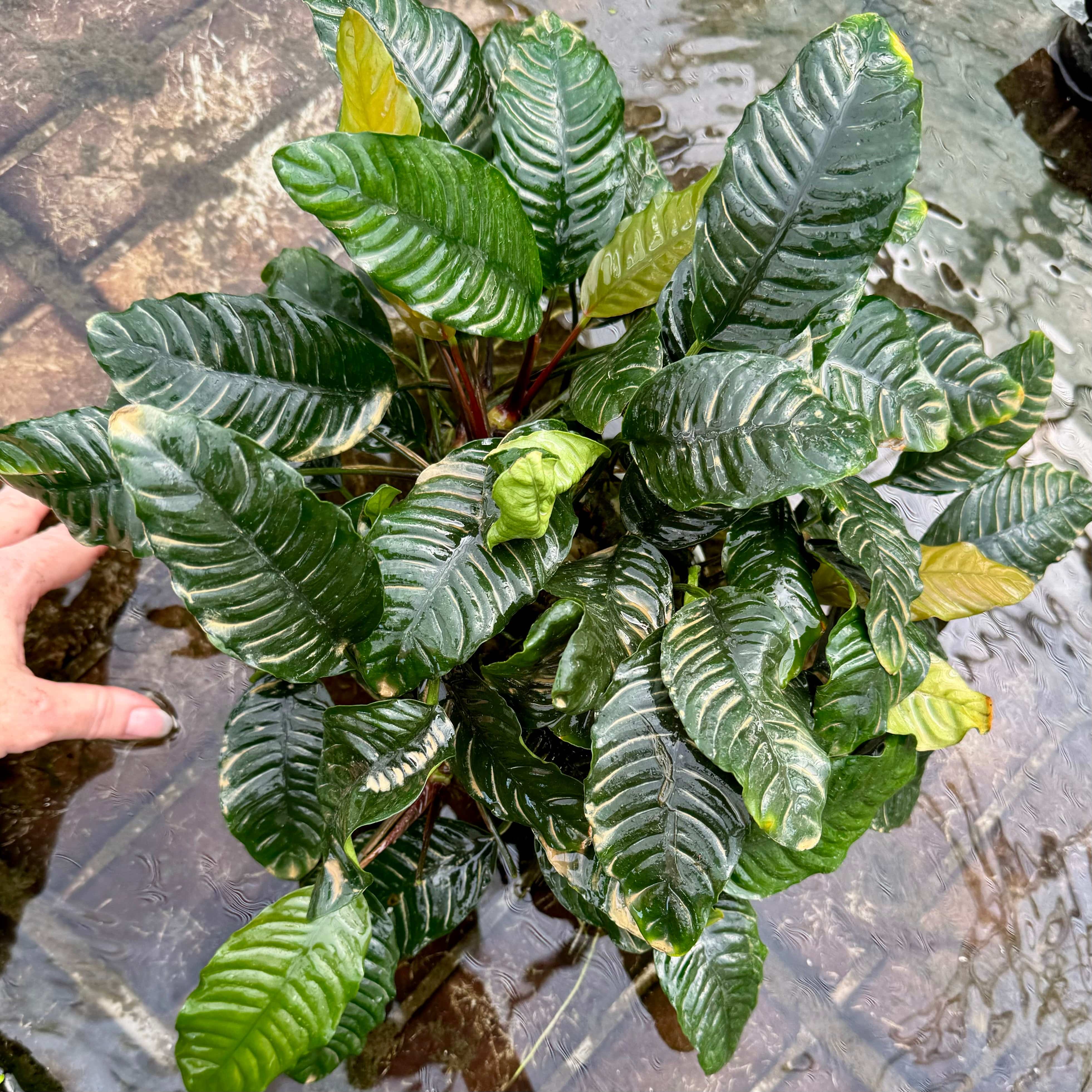 Pisces Enterprises Mother Plant Anubias Coffeefolia Mother Plant - Extra-special, Advanced Plant - One Only Anubias Mother Plants - Aquarium Plants Australia