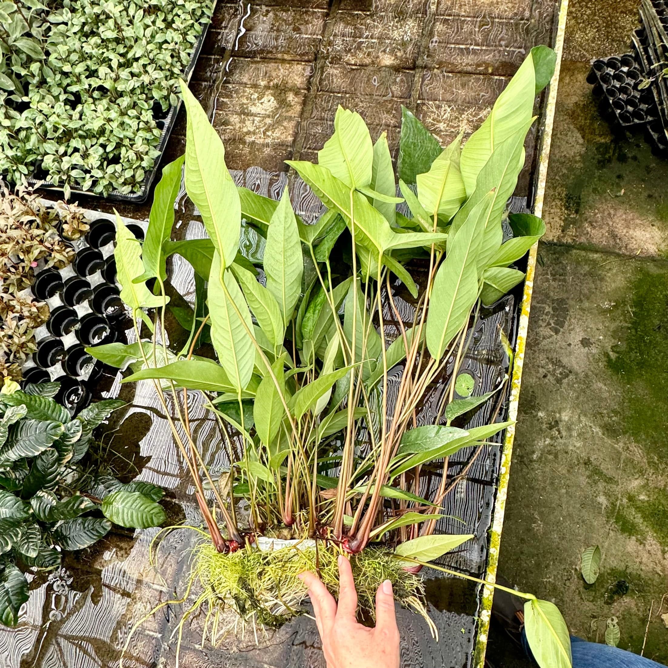 Pisces Enterprises Mother Plant Anubias Hybrid Mega - Big Daddy Plant - Extra-special, Advanced Plant - ONE ONLY Anubias Hybrid Mega - Big Daddy Plant - Extra-special, Advanced Plant - ONE ONLY 