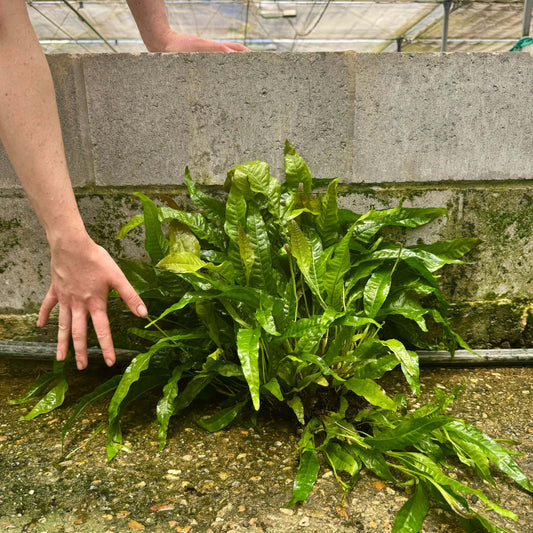 Pisces Enterprises Mother Plant 'Indo' Microsorum pteropus (Indo Java Fern) Mother Plant Clump 'Indo' Microsorum pteropus (Indo Java Fern) Mother Plant Clump