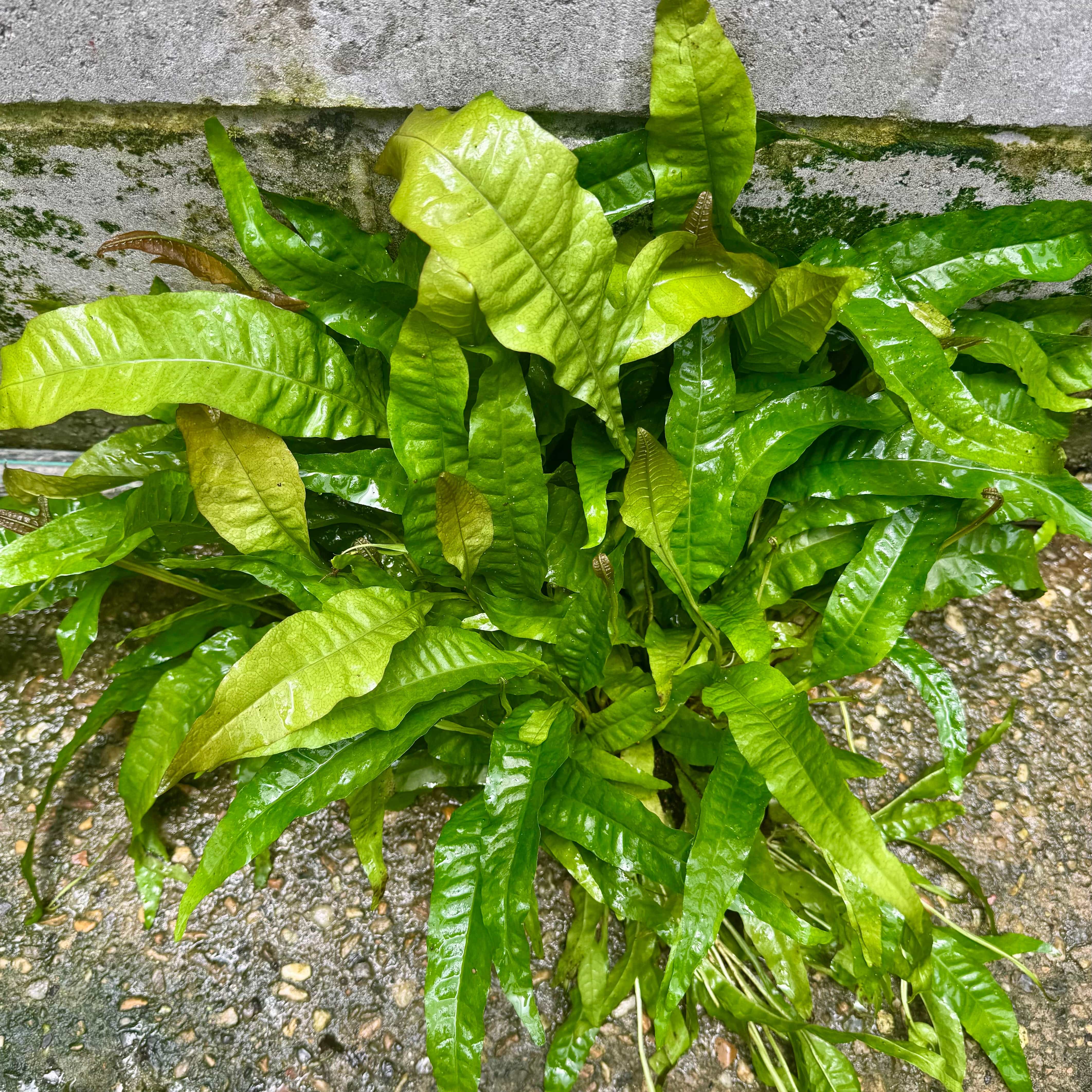 Pisces Enterprises Mother Plant 'Indo' Microsorum pteropus (Indo Java Fern) Mother Plant Clump 'Indo' Microsorum pteropus (Indo Java Fern) Mother Plant Clump