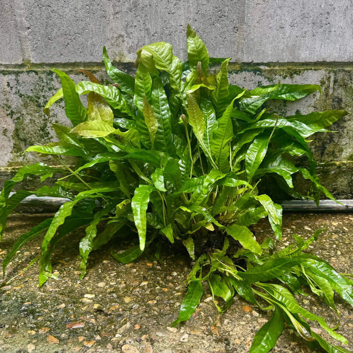 Pisces Enterprises Mother Plant 'Indo' Microsorum pteropus (Indo Java Fern) Mother Plant Clump 'Indo' Microsorum pteropus (Indo Java Fern) Mother Plant Clump