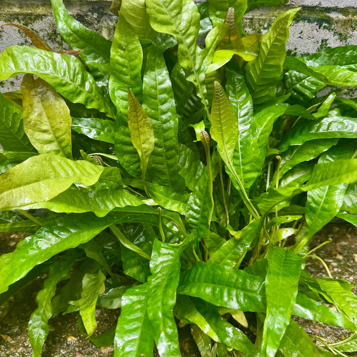 Java Fern Indo 'Indo' Microsorum pteropus (Indo Java Fern) Mother Plant Clump ...