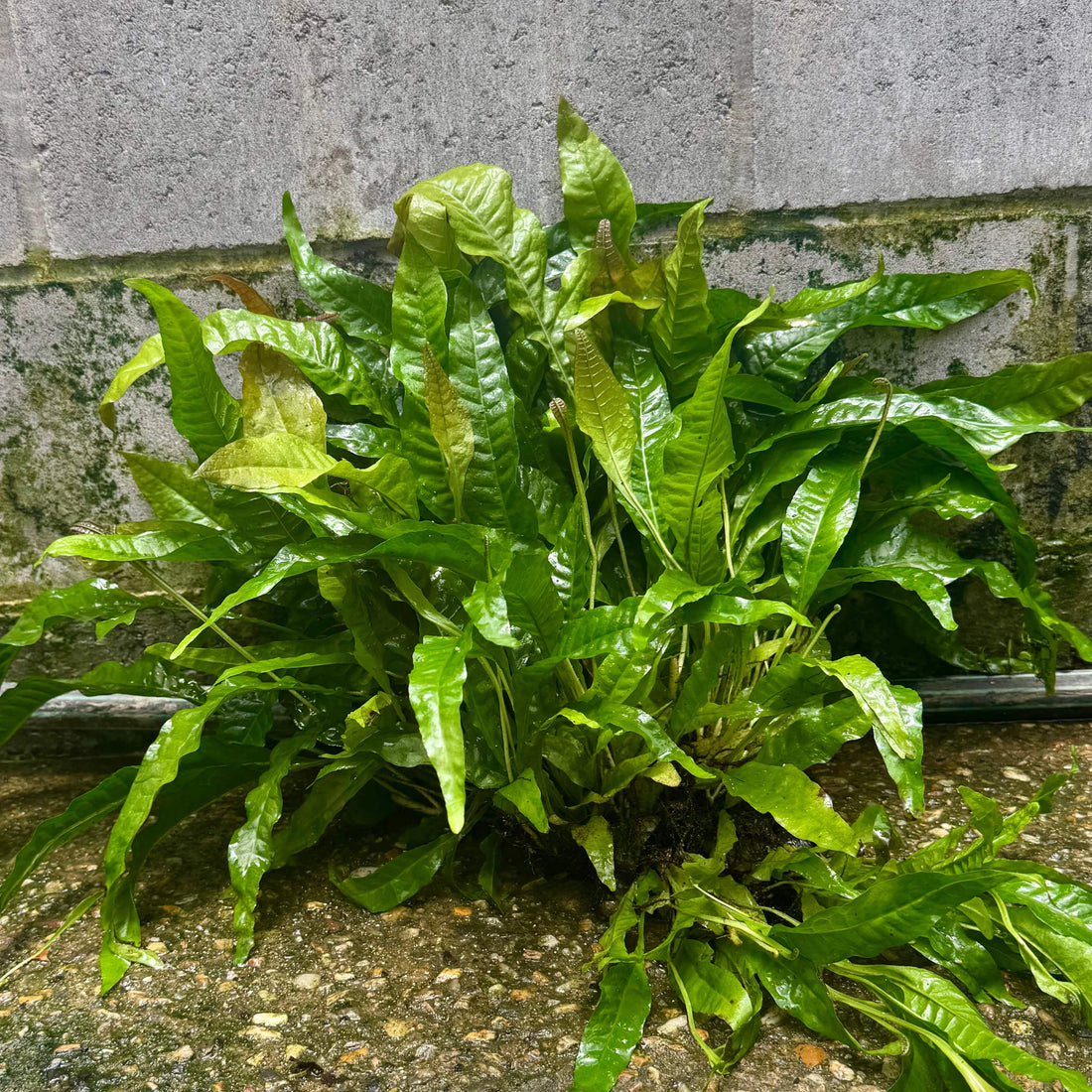 Java Fern Indo 'Indo' Microsorum pteropus (Indo Java Fern) Mother Plant Clump ...