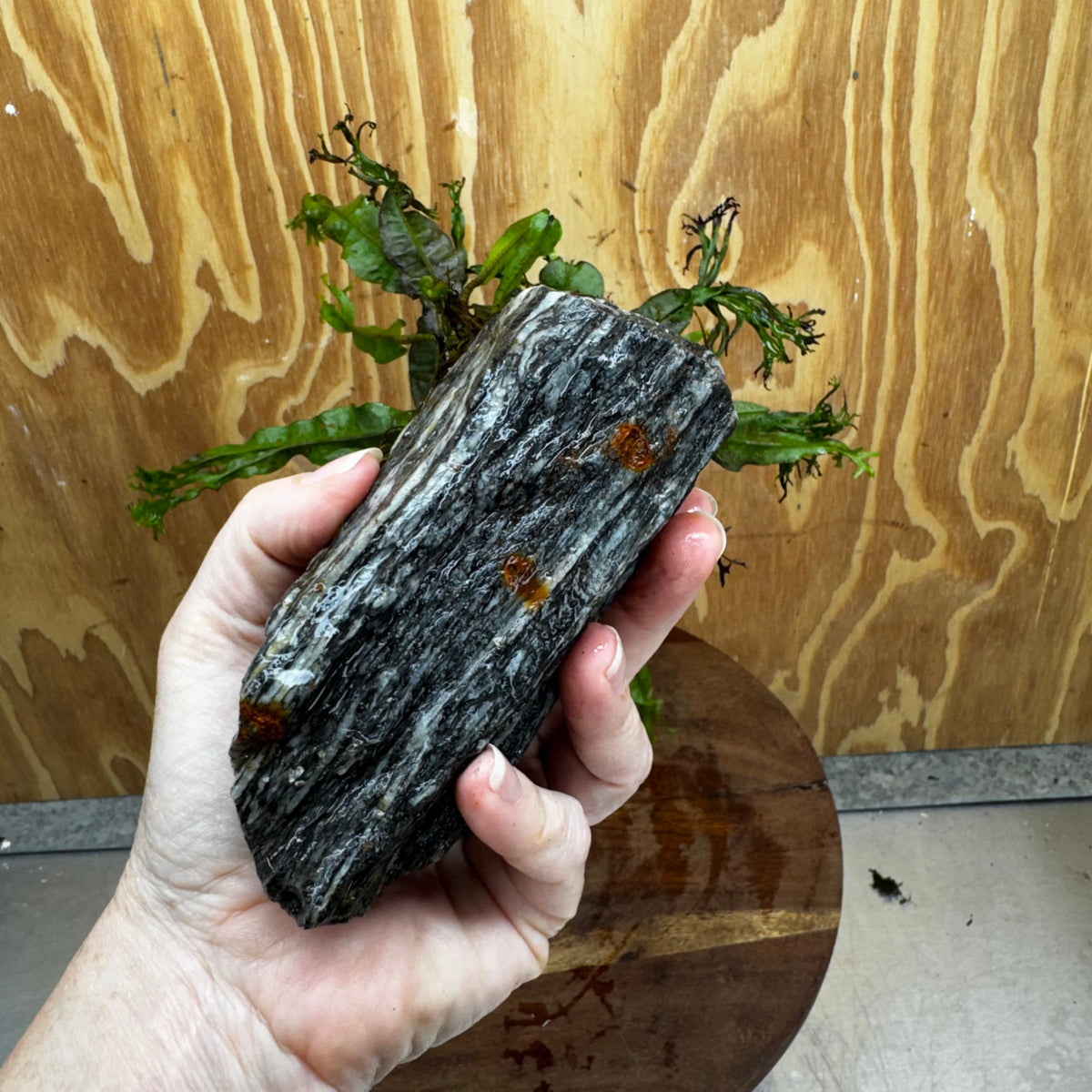 Pisces Enterprises One Only Alpine Silver Rock Creation with Crested Java Fern  - ONE ONLY Buy Aquarium Plants Alpine Silver Creation with Java Fern  - ONE ONLY