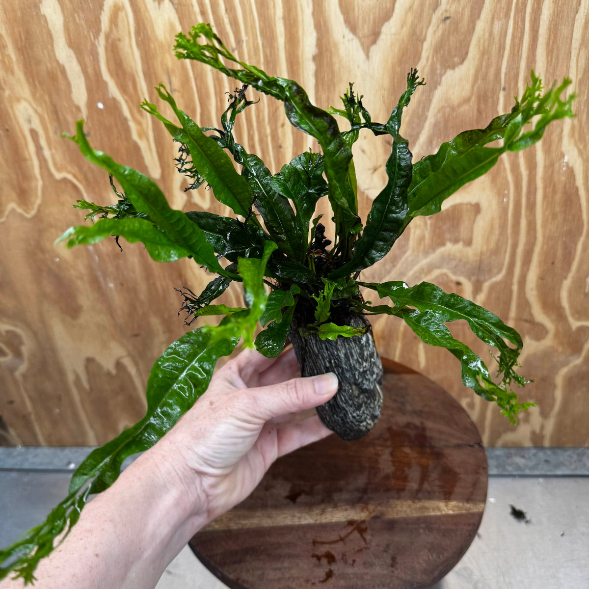 Pisces Enterprises One Only Alpine Silver Rock Creation with Crested Java Fern  - ONE ONLY Buy Aquarium Plants Alpine Silver Creation with Java Fern  - ONE ONLY