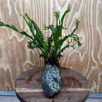 Pisces Enterprises One Only Alpine Silver Rock Creation with Crested Java Fern  - ONE ONLY Buy Aquarium Plants Alpine Silver Creation with Java Fern  - ONE ONLY