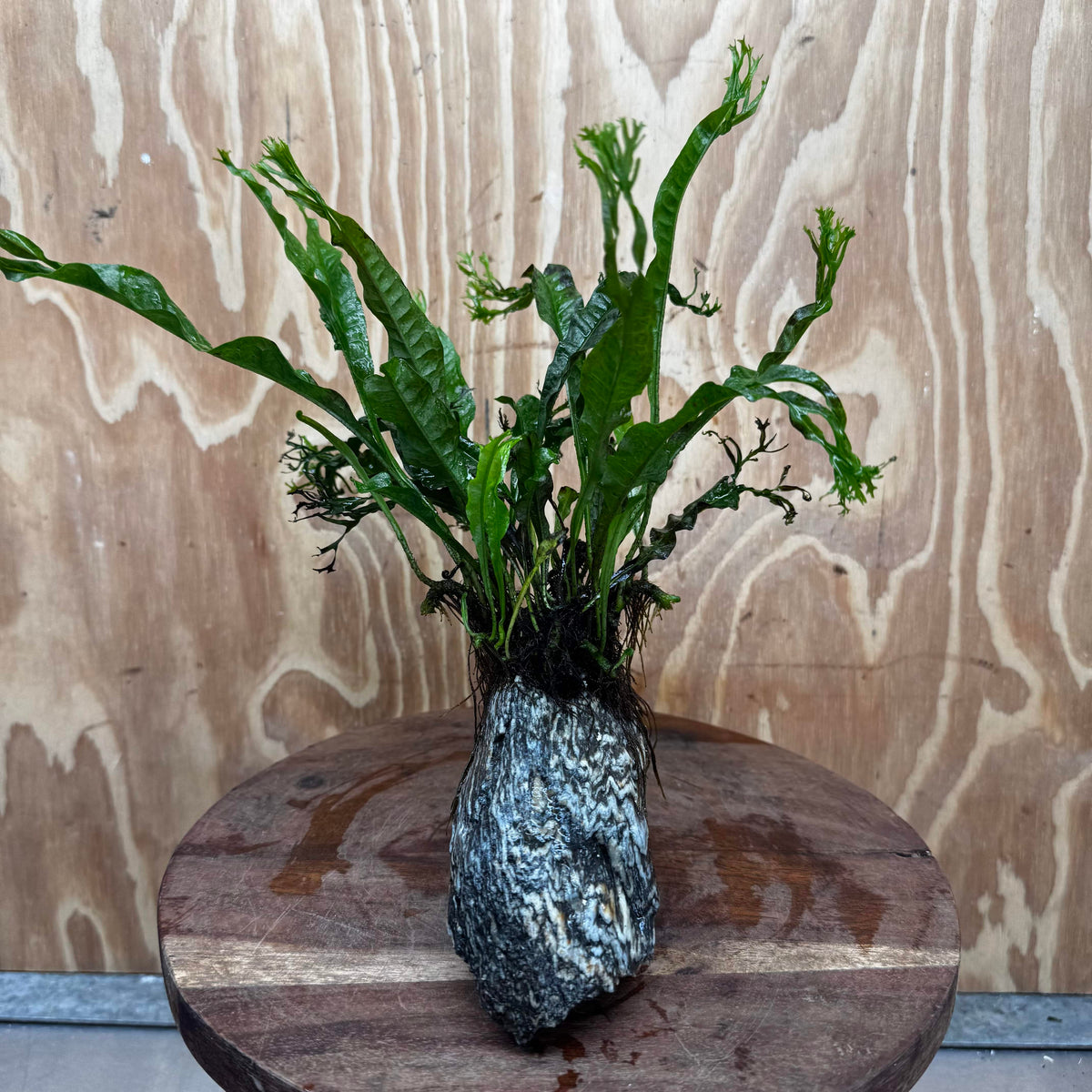 Pisces Enterprises One Only Alpine Silver Rock Creation with Crested Java Fern  - ONE ONLY Buy Aquarium Plants Alpine Silver Creation with Java Fern  - ONE ONLY