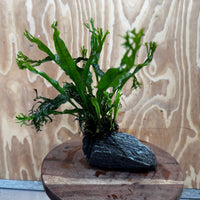 Pisces Enterprises One Only Alpine Silver Rock Creation with Crested Java Fern  - ONE ONLY Buy Aquarium Plants Alpine Silver Creation with Java Fern  - ONE ONLY