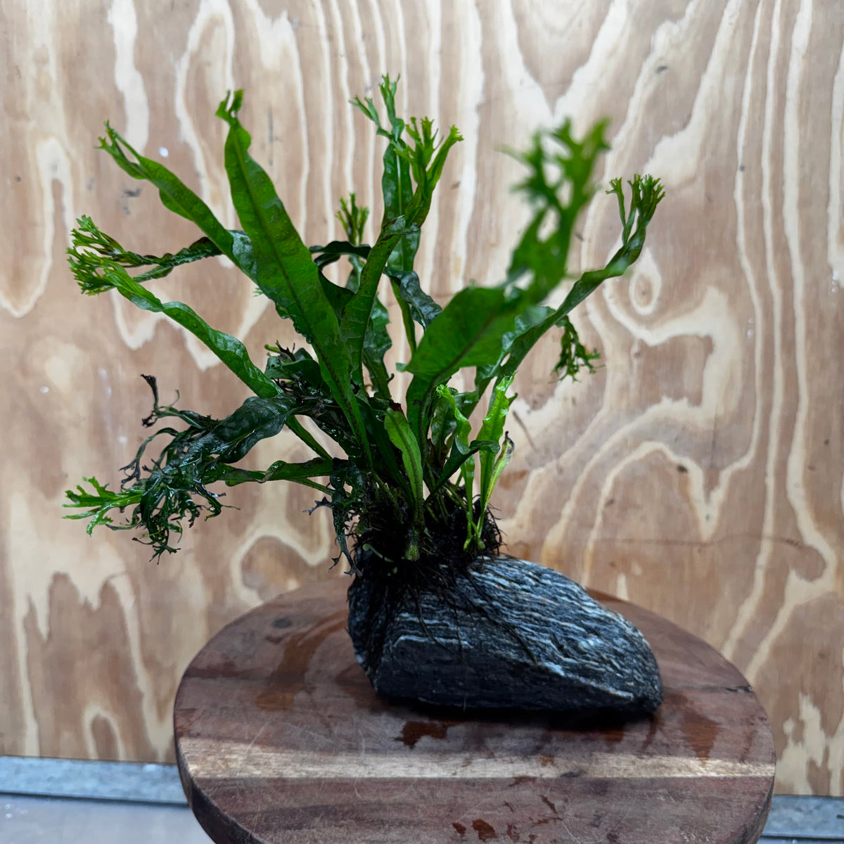 Pisces Enterprises One Only Alpine Silver Rock Creation with Crested Java Fern  - ONE ONLY Buy Aquarium Plants Alpine Silver Creation with Java Fern  - ONE ONLY