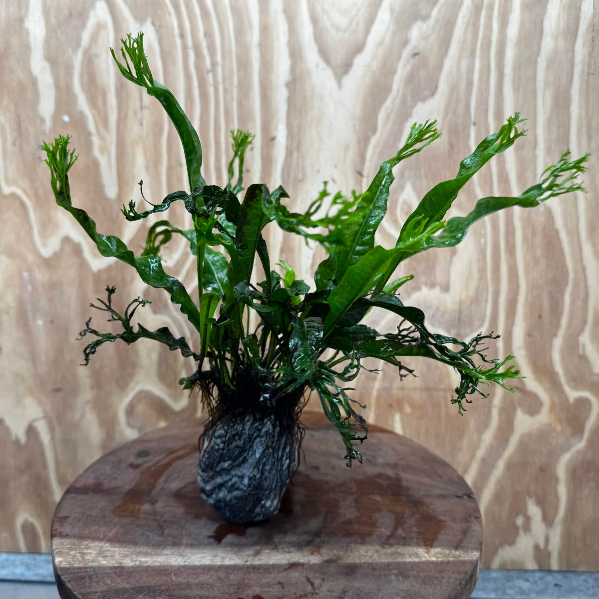 Pisces Enterprises One Only Alpine Silver Rock Creation with Crested Java Fern  - ONE ONLY Buy Aquarium Plants Alpine Silver Creation with Java Fern  - ONE ONLY