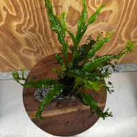 Pisces Enterprises One Only Alpine Silver Rock Creation with Crested Java Fern  - ONE ONLY Buy Aquarium Plants Alpine Silver Creation with Java Fern  - ONE ONLY