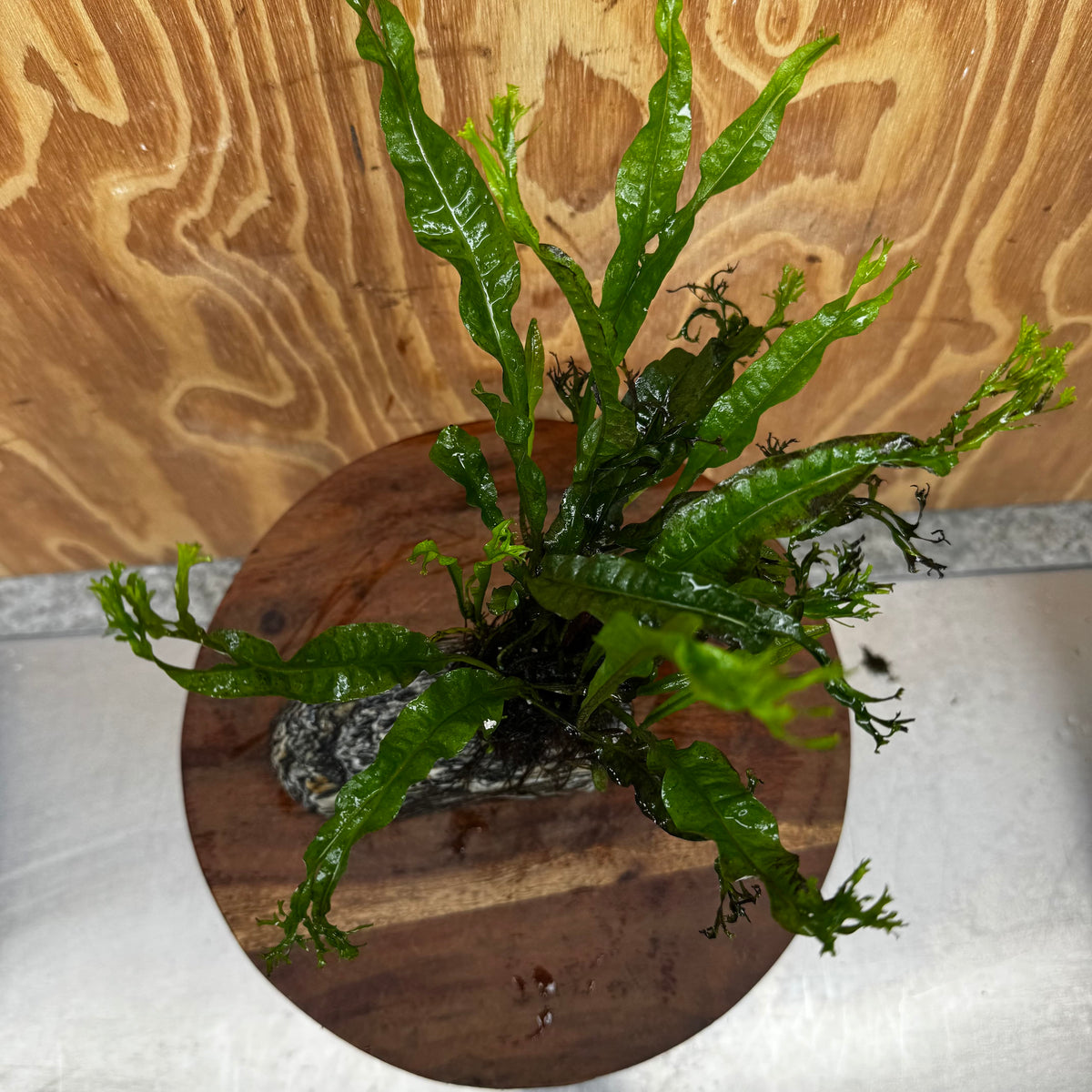 Pisces Enterprises One Only Alpine Silver Rock Creation with Crested Java Fern  - ONE ONLY Buy Aquarium Plants Alpine Silver Creation with Java Fern  - ONE ONLY