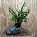 Pisces Enterprises One Only Alpine Silver Rock Creation with Crested Java Fern  - ONE ONLY Buy Aquarium Plants Alpine Silver Creation with Java Fern  - ONE ONLY