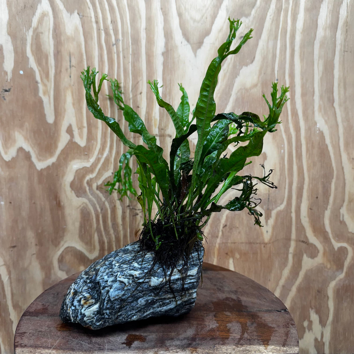 Pisces Enterprises One Only Alpine Silver Rock Creation with Crested Java Fern  - ONE ONLY Buy Aquarium Plants Alpine Silver Creation with Java Fern  - ONE ONLY
