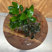 Scapeshop.com.au One Only Alpine Silver Rock with Bucephalandra and Anubias Nana - One Only Buy Buce and Nana Anubias on Silver Alpine Rock for your Aquarium 