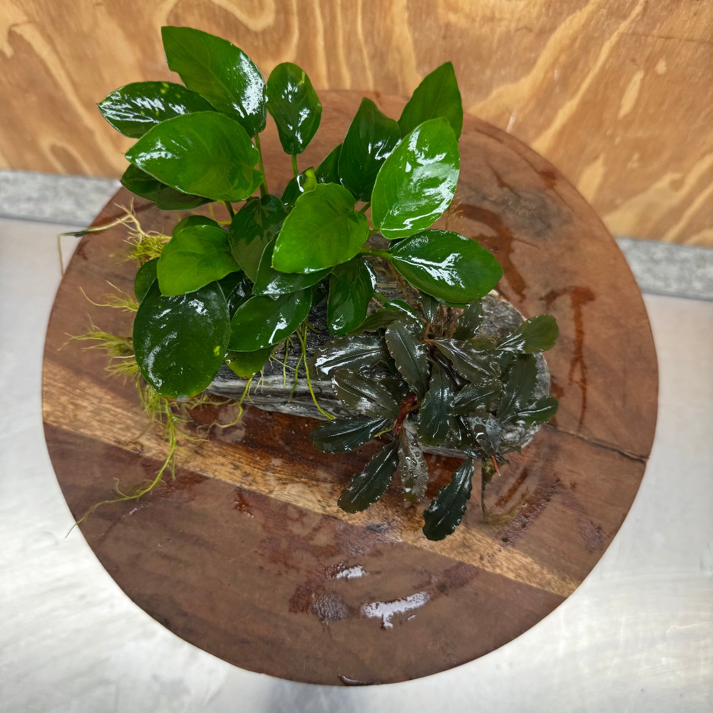Scapeshop.com.au One Only Alpine Silver Rock with Bucephalandra and Anubias Nana - One Only Buy Buce and Nana Anubias on Silver Alpine Rock for your Aquarium 