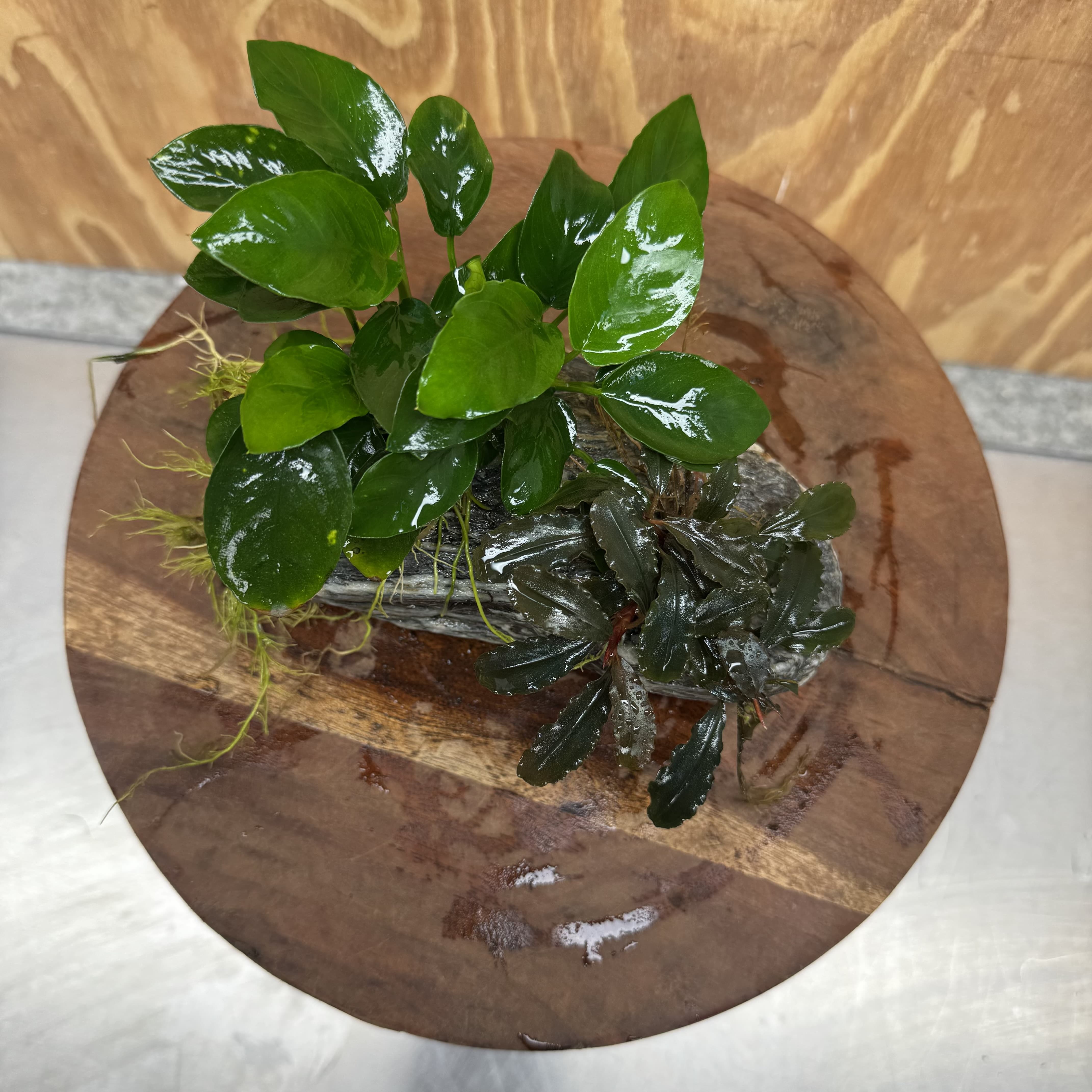 Scapeshop.com.au One Only Alpine Silver Rock with Bucephalandra and Anubias Nana - One Only Buy Buce and Nana Anubias on Silver Alpine Rock for your Aquarium 