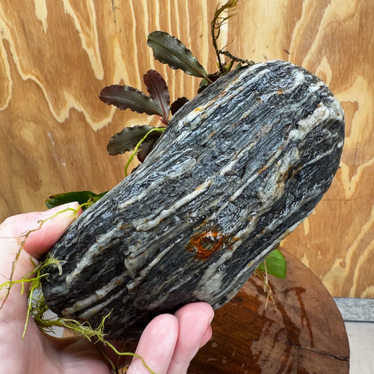 Scapeshop.com.au One Only Alpine Silver Rock with Bucephalandra and Anubias Nana - One Only Buy Buce and Nana Anubias on Silver Alpine Rock for your Aquarium 