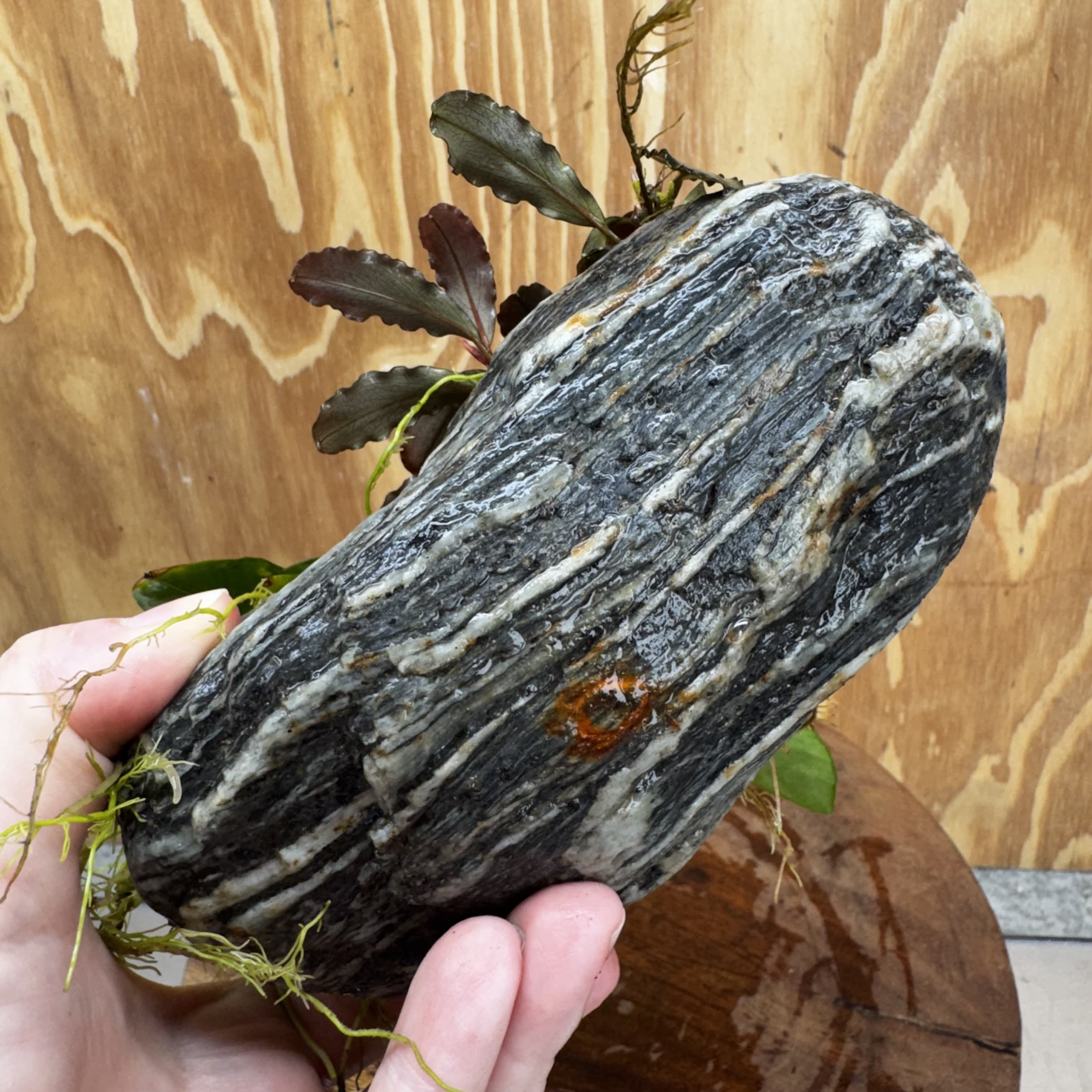 Scapeshop.com.au One Only Alpine Silver Rock with Bucephalandra and Anubias Nana - One Only Buy Buce and Nana Anubias on Silver Alpine Rock for your Aquarium 