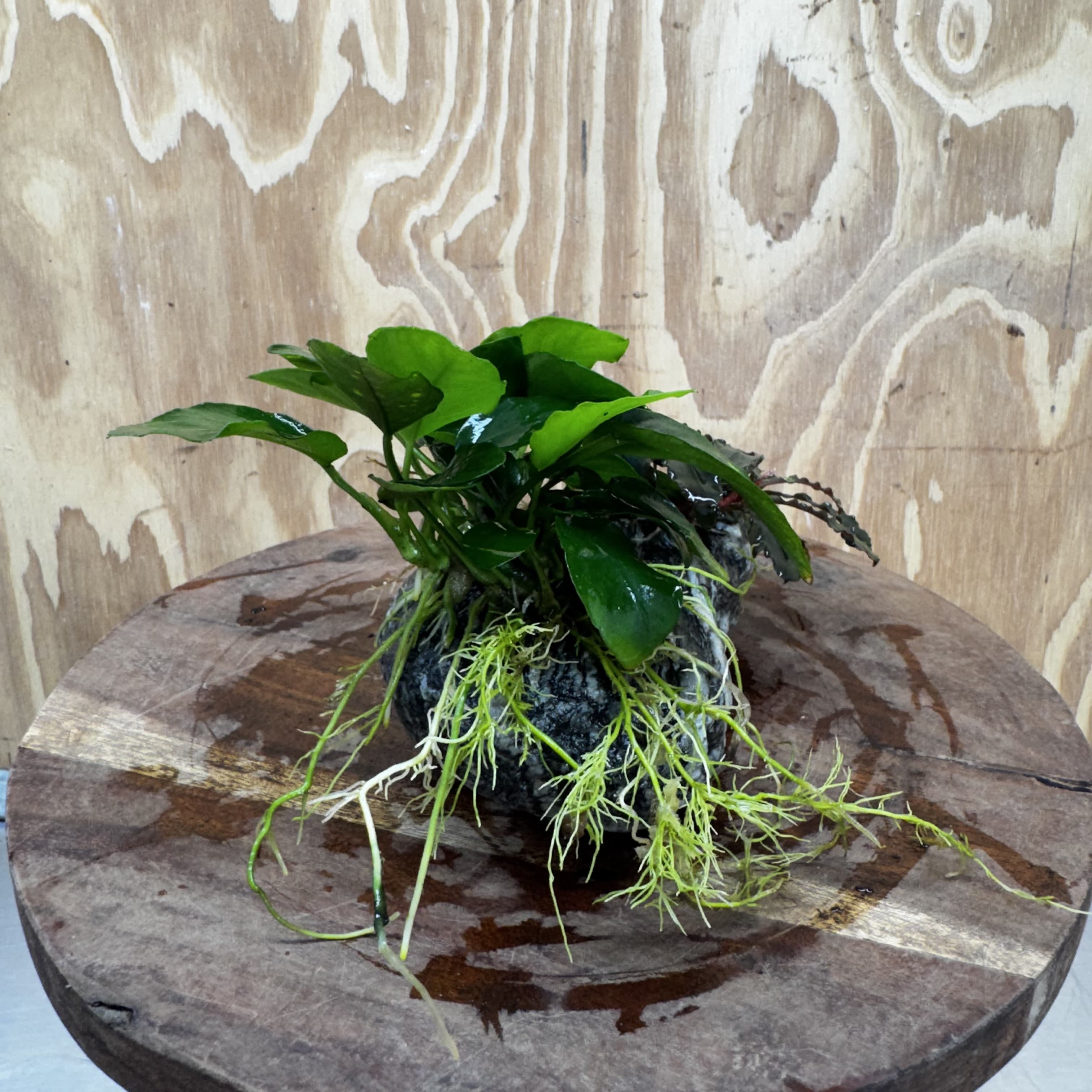 Scapeshop.com.au One Only Alpine Silver Rock with Bucephalandra and Anubias Nana - One Only Buy Buce and Nana Anubias on Silver Alpine Rock for your Aquarium 