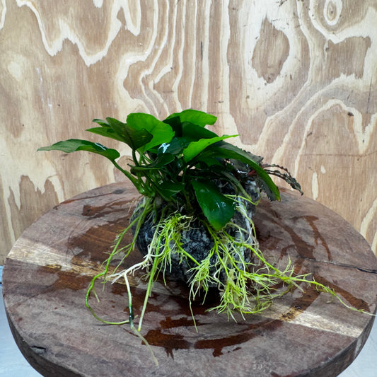 Scapeshop.com.au One Only Alpine Silver Rock with Bucephalandra and Anubias Nana - One Only Buy Buce and Nana Anubias on Silver Alpine Rock for your Aquarium 