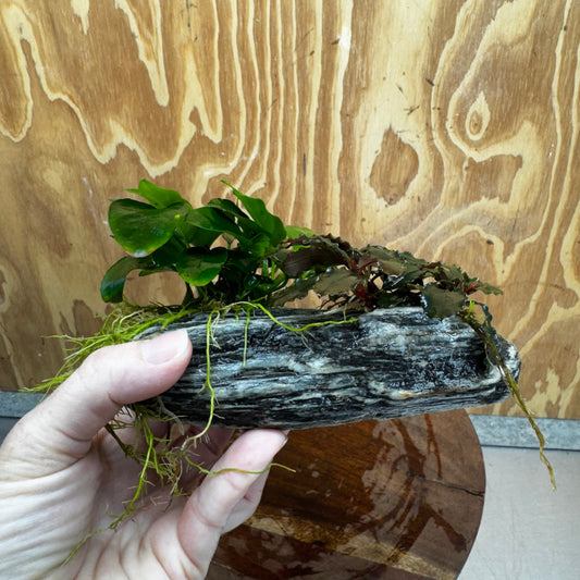 Scapeshop.com.au One Only Alpine Silver Rock with Bucephalandra and Anubias Nana - One Only Buy Buce and Nana Anubias on Silver Alpine Rock for your Aquarium 