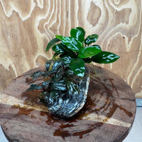 Scapeshop.com.au One Only Alpine Silver Rock with Bucephalandra and Anubias Nana - One Only Buy Buce and Nana Anubias on Silver Alpine Rock for your Aquarium 
