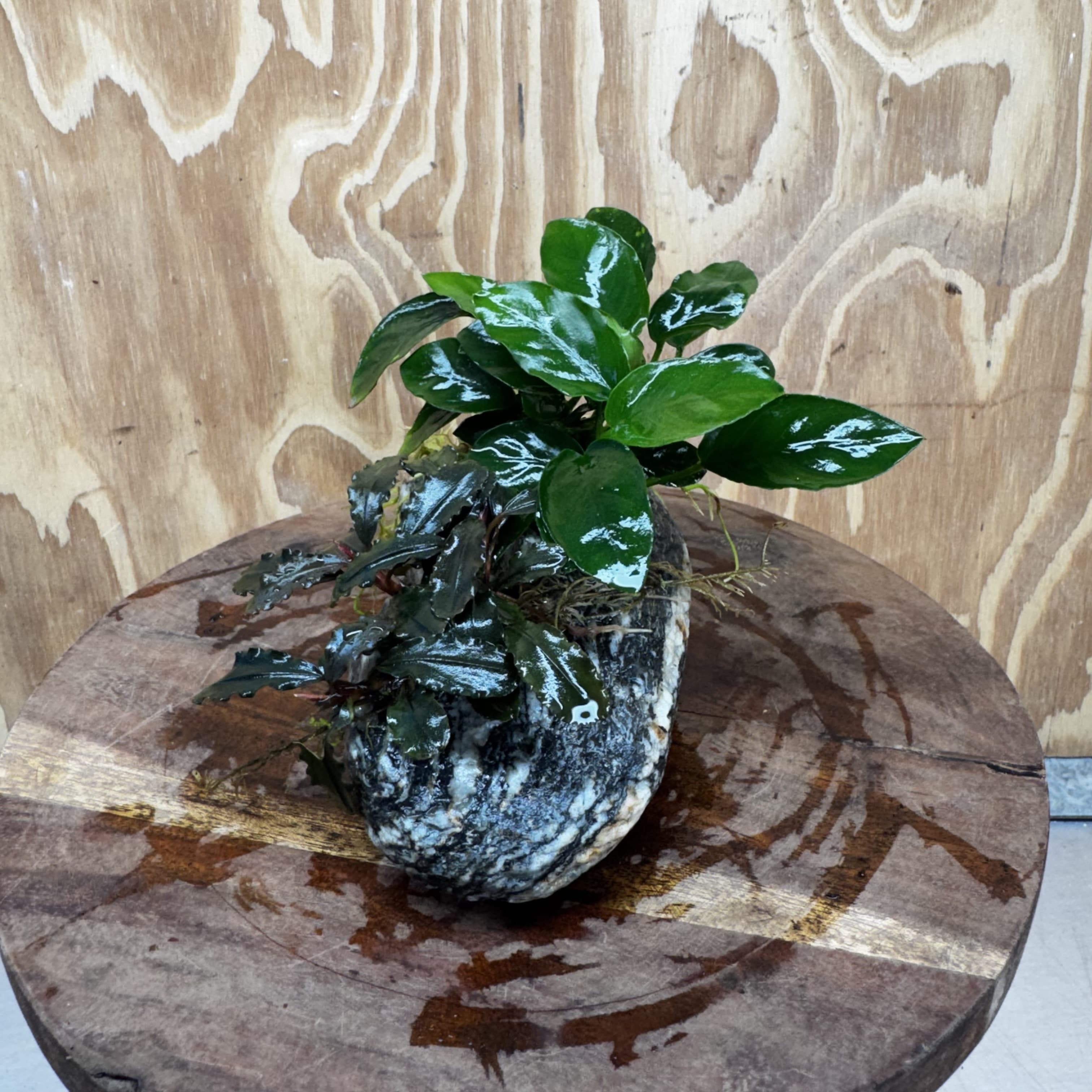 Scapeshop.com.au One Only Alpine Silver Rock with Bucephalandra and Anubias Nana - One Only Buy Buce and Nana Anubias on Silver Alpine Rock for your Aquarium 