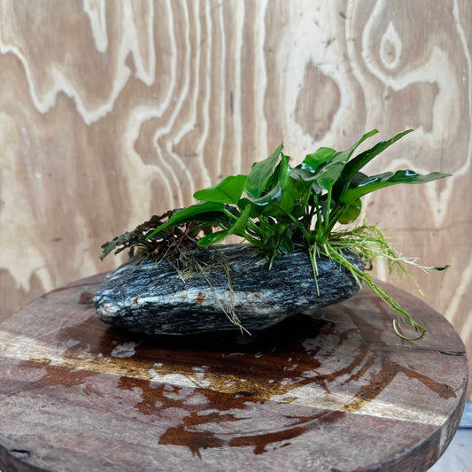 Scapeshop.com.au One Only Alpine Silver Rock with Bucephalandra and Anubias Nana - One Only Buy Buce and Nana Anubias on Silver Alpine Rock for your Aquarium 