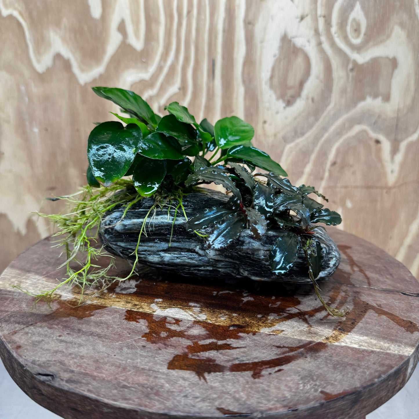 Scapeshop.com.au One Only Alpine Silver Rock with Bucephalandra and Anubias Nana - One Only Buy Buce and Nana Anubias on Silver Alpine Rock for your Aquarium 