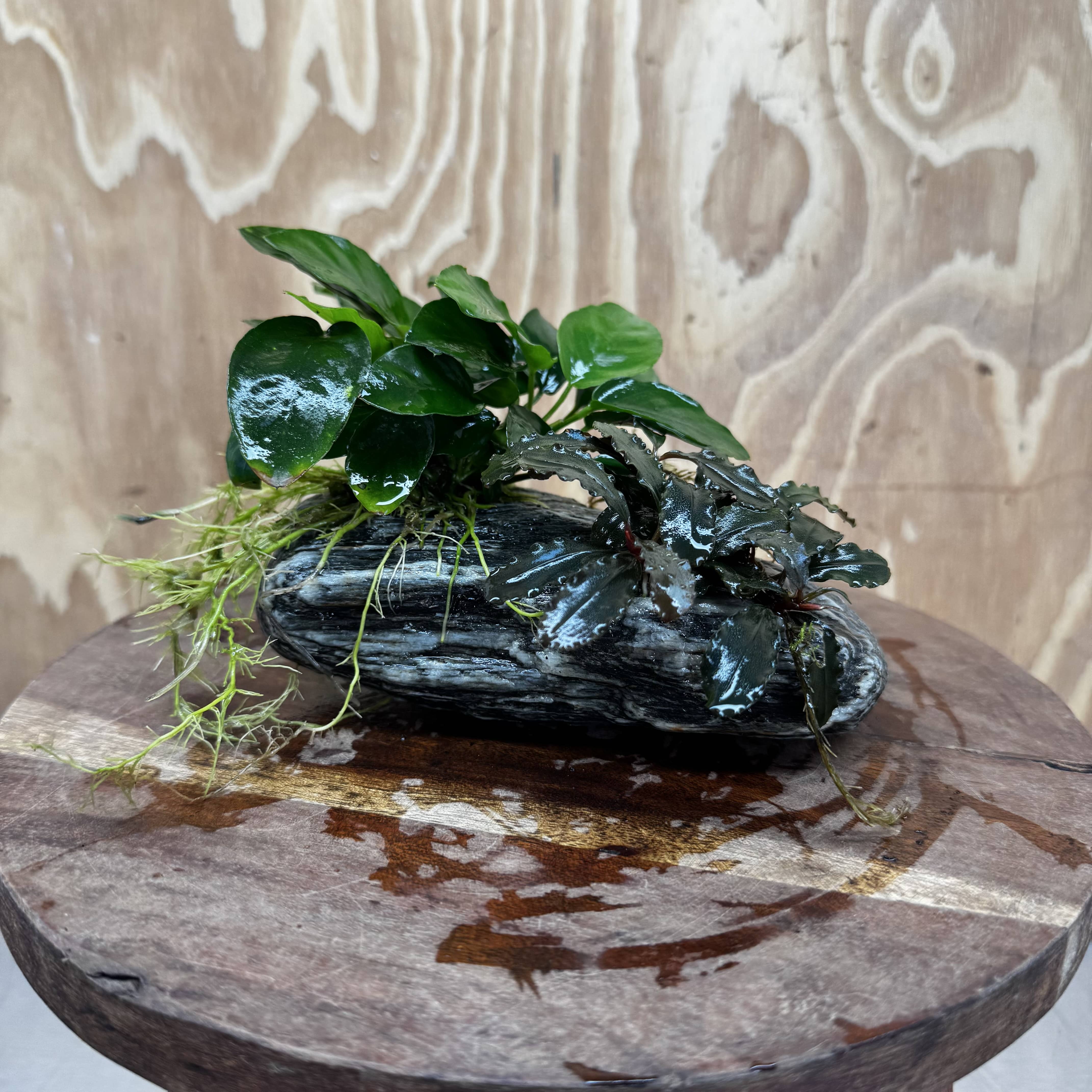 Scapeshop.com.au One Only Alpine Silver Rock with Bucephalandra and Anubias Nana - One Only Buy Buce and Nana Anubias on Silver Alpine Rock for your Aquarium 