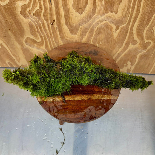 Scapeshop.com.au One Only Amazing Fontinalis Log - Large (Java Moss) - One Only Amazing Fontinalis Log - Large (Java Moss) - One Only