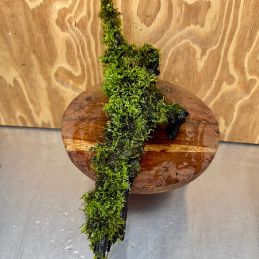 Scapeshop.com.au One Only Amazing Fontinalis Log - Large (Java Moss) - One Only Amazing Fontinalis Log - Large (Java Moss) - One Only