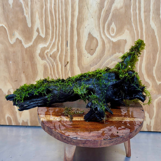 Scapeshop.com.au One Only Amazing Fontinalis Log - Large (Java Moss) - One Only Amazing Fontinalis Log - Large (Java Moss) - One Only