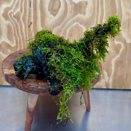 Scapeshop.com.au One Only Amazing Fontinalis Log - Large (Java Moss) - One Only Amazing Fontinalis Log - Large (Java Moss) - One Only