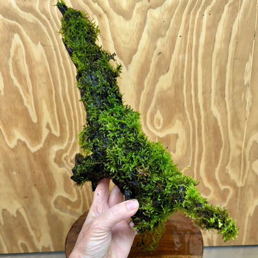 Scapeshop.com.au One Only Amazing Fontinalis Log - Large (Java Moss) - One Only Amazing Fontinalis Log - Large (Java Moss) - One Only