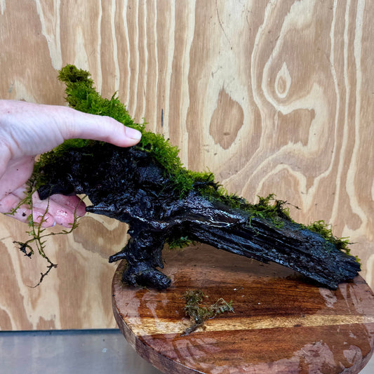Scapeshop.com.au One Only Amazing Fontinalis Log - Large (Java Moss) - One Only Amazing Fontinalis Log - Large (Java Moss) - One Only