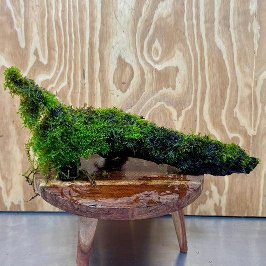 Scapeshop.com.au One Only Amazing Fontinalis Log - Large (Java Moss) - One Only Amazing Fontinalis Log - Large (Java Moss) - One Only