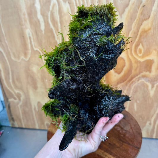 Scapeshop.com.au One Only Amazing Fontinalis Log - Large (Java Moss) - One Only Amazing Fontinalis Log - Large (Java Moss) - One Only