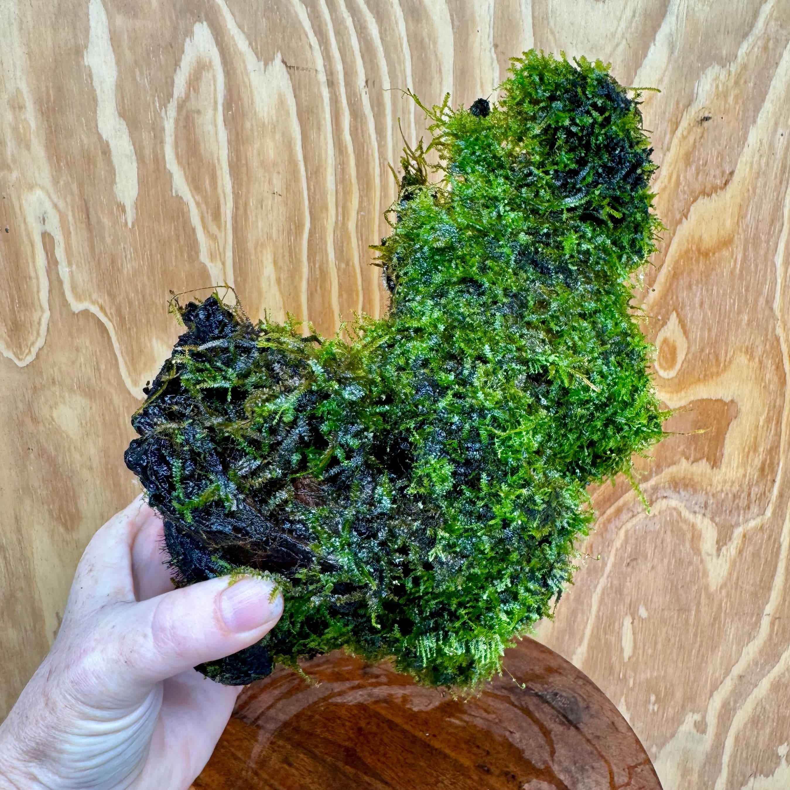 Scapeshop.com.au One Only Amazing Fontinalis Log - Large (Java Moss) - One Only Amazing Fontinalis Log - Large (Java Moss) - One Only