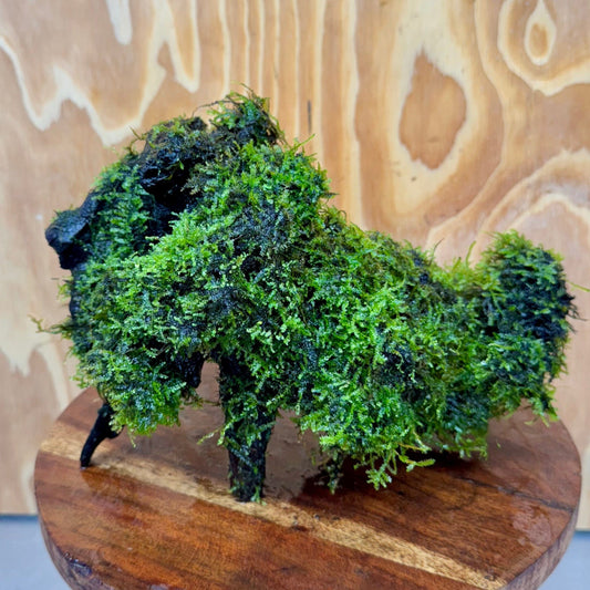 Scapeshop.com.au One Only Amazing Fontinalis Log - Large (Java Moss) - One Only Amazing Fontinalis Log - Large (Java Moss) - One Only