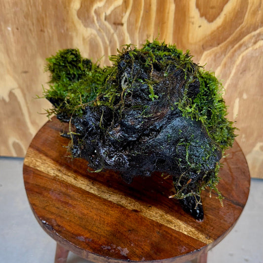 Scapeshop.com.au One Only Amazing Fontinalis Log - Large (Java Moss) - One Only Amazing Fontinalis Log - Large (Java Moss) - One Only