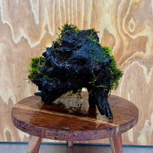 Scapeshop.com.au One Only Amazing Fontinalis Log - Large (Java Moss) - One Only Amazing Fontinalis Log - Large (Java Moss) - One Only