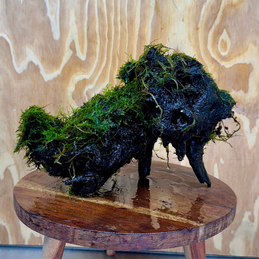 Scapeshop.com.au One Only Amazing Fontinalis Log - Large (Java Moss) - One Only Amazing Fontinalis Log - Large (Java Moss) - One Only