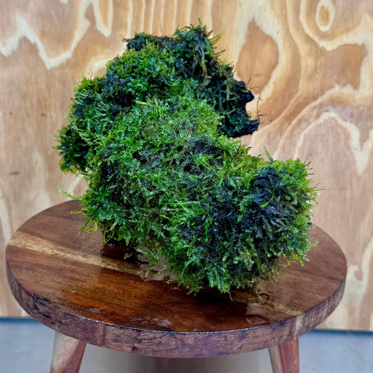 Scapeshop.com.au One Only Amazing Fontinalis Log - Large (Java Moss) - One Only Amazing Fontinalis Log - Large (Java Moss) - One Only